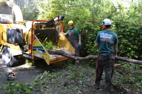 tree services Fortuna Foothills